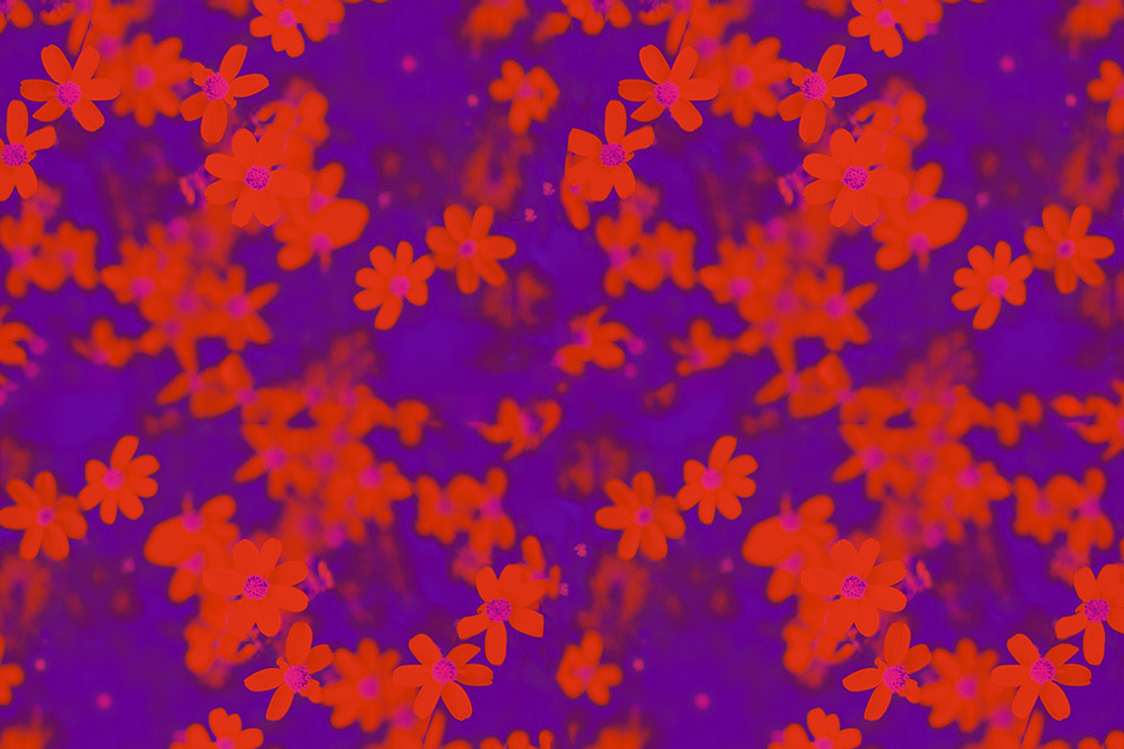 Red flowers on a purple background