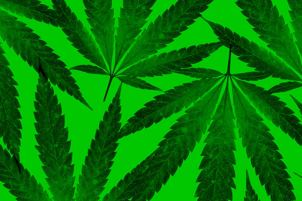 Cannabis leaves on a green background