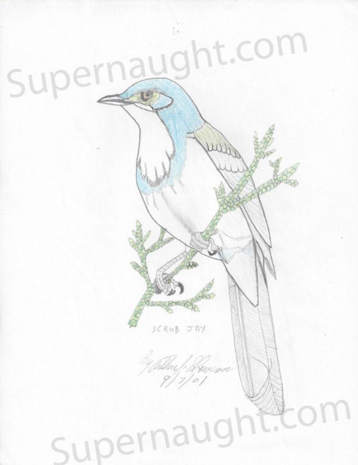 Arthur Shawcross Scrub Jay Signed Drawing