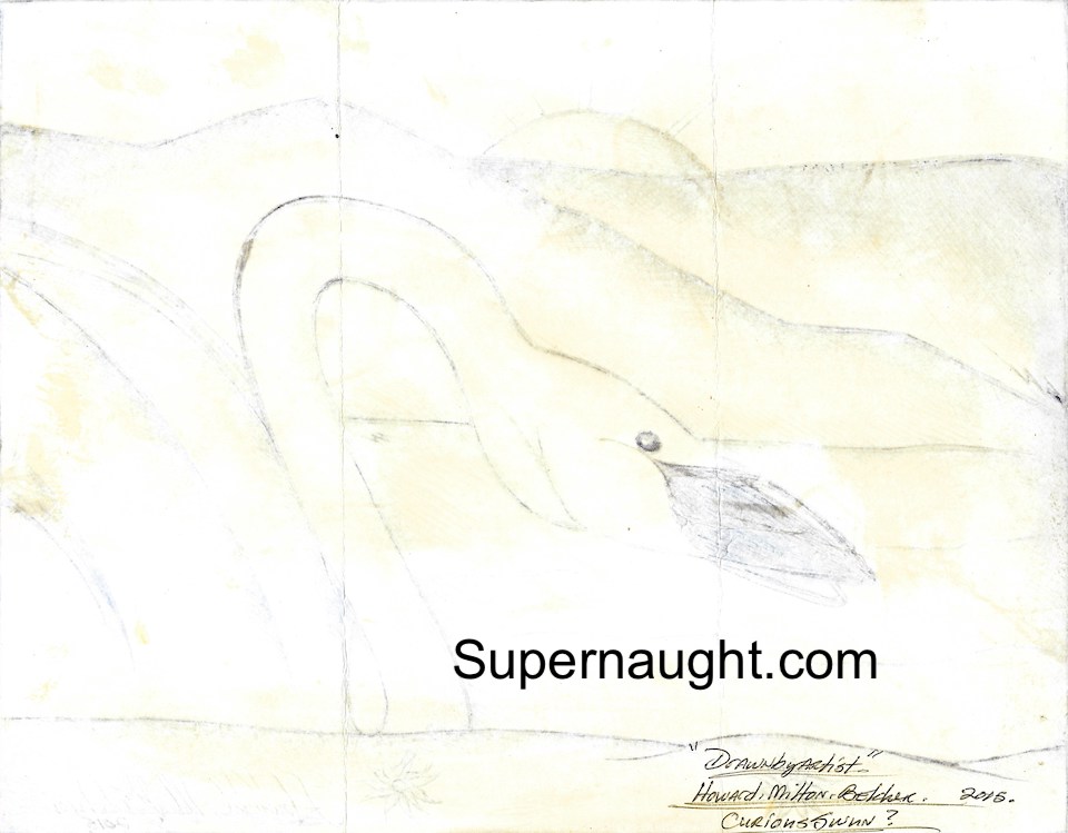 Howard Belcher Curious Swan Artwork Signed image 2
