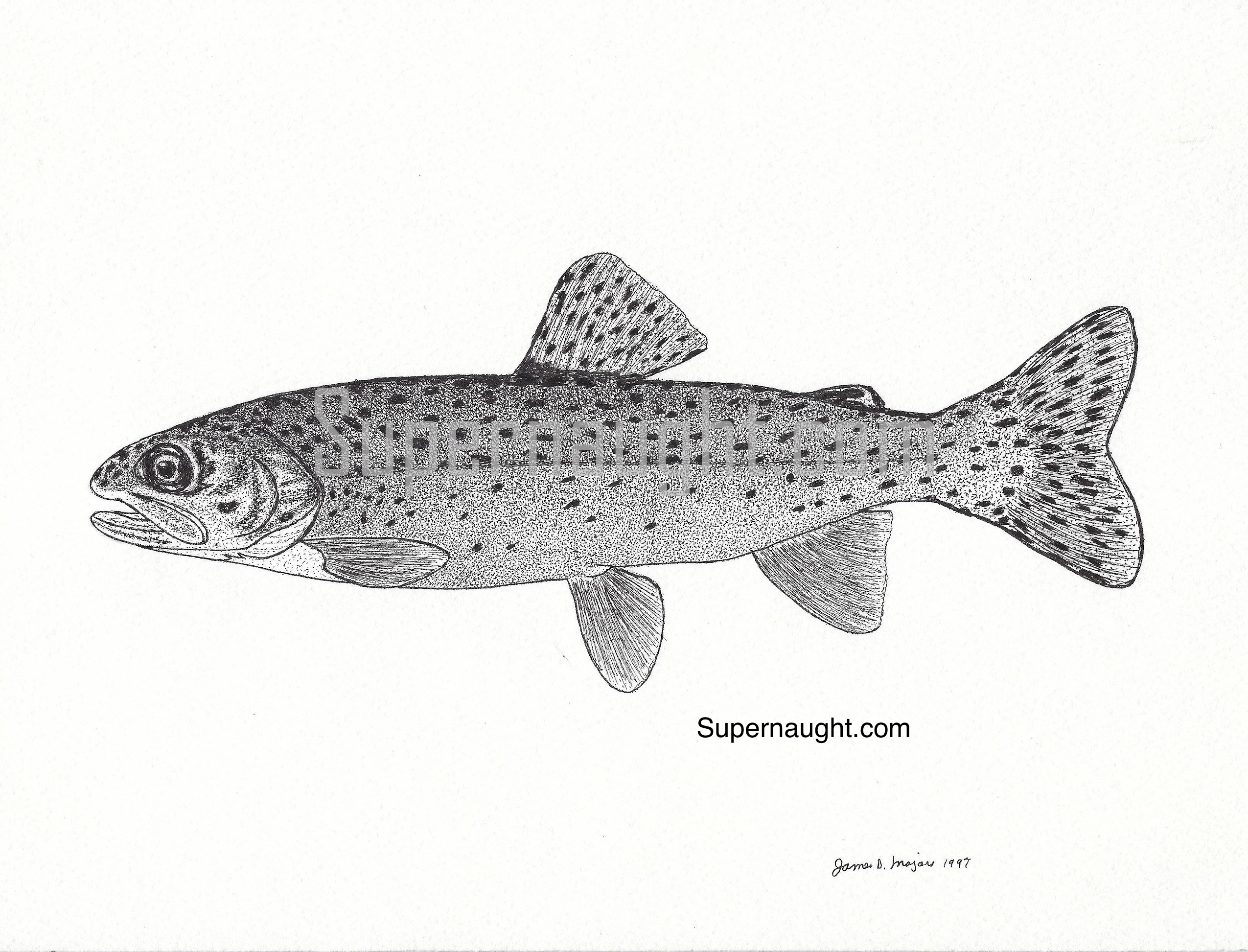 James Majors Fish Drawing Signed