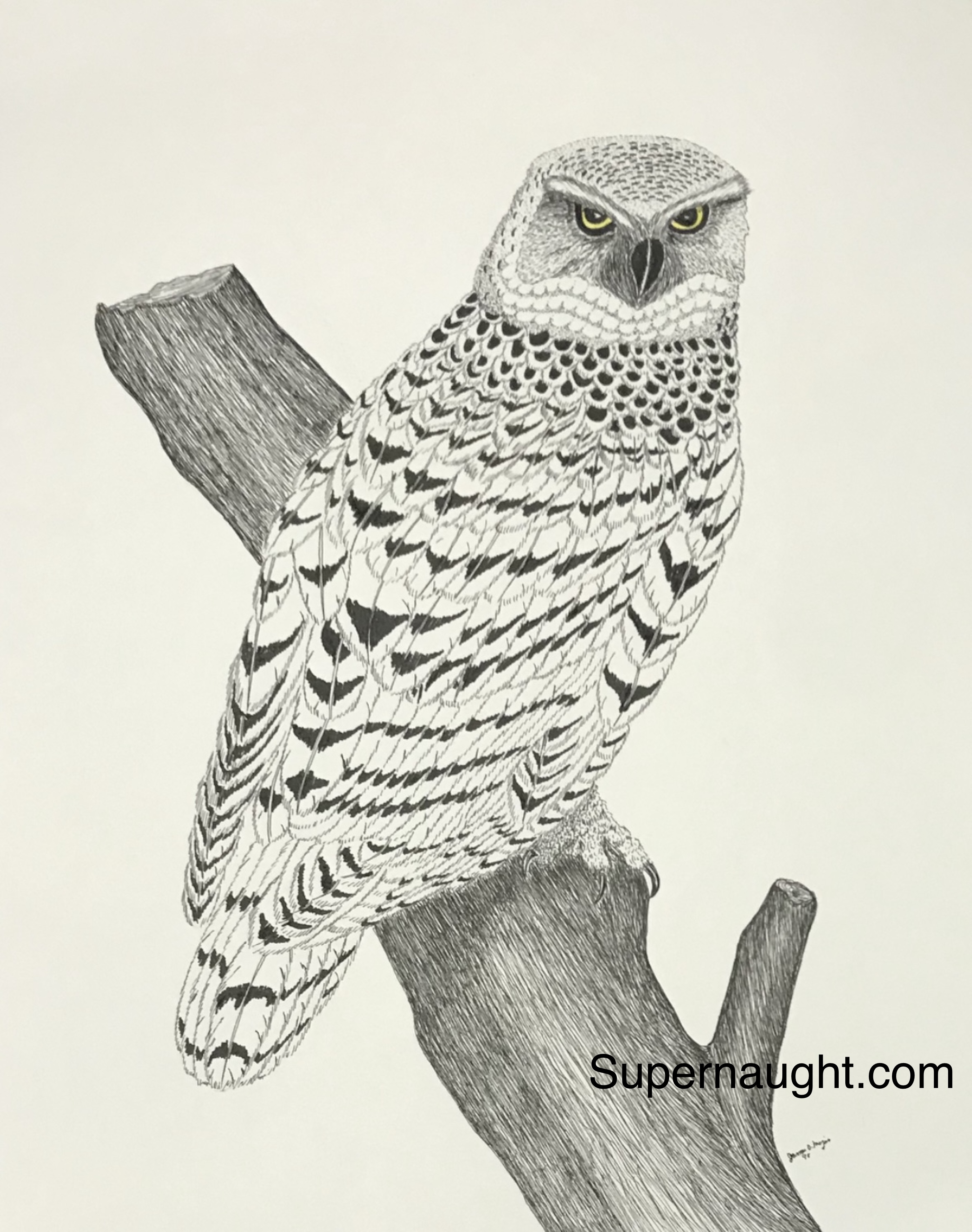 James David Majors Owl Drawing Signed