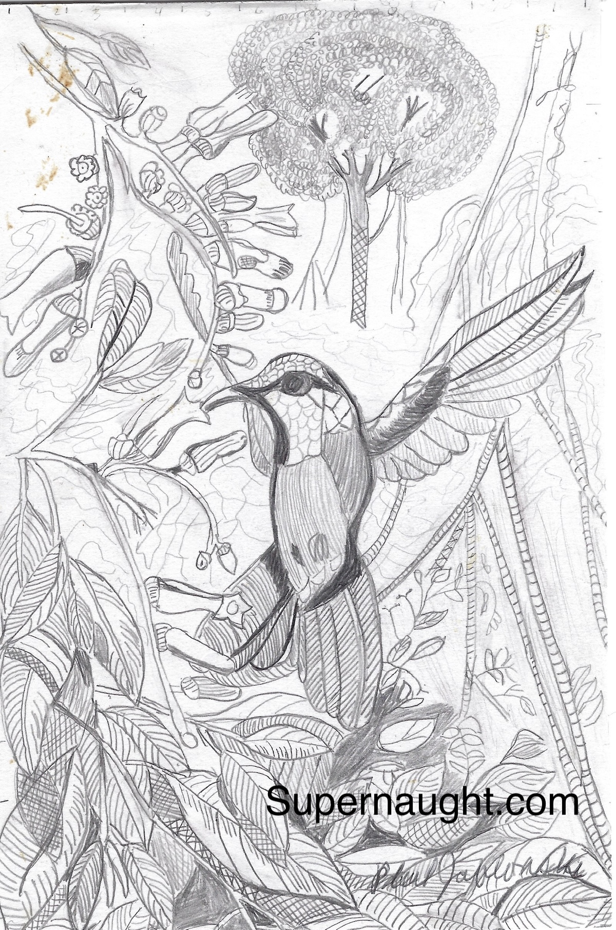 Phillip Jablonski Signed Bird Drawing