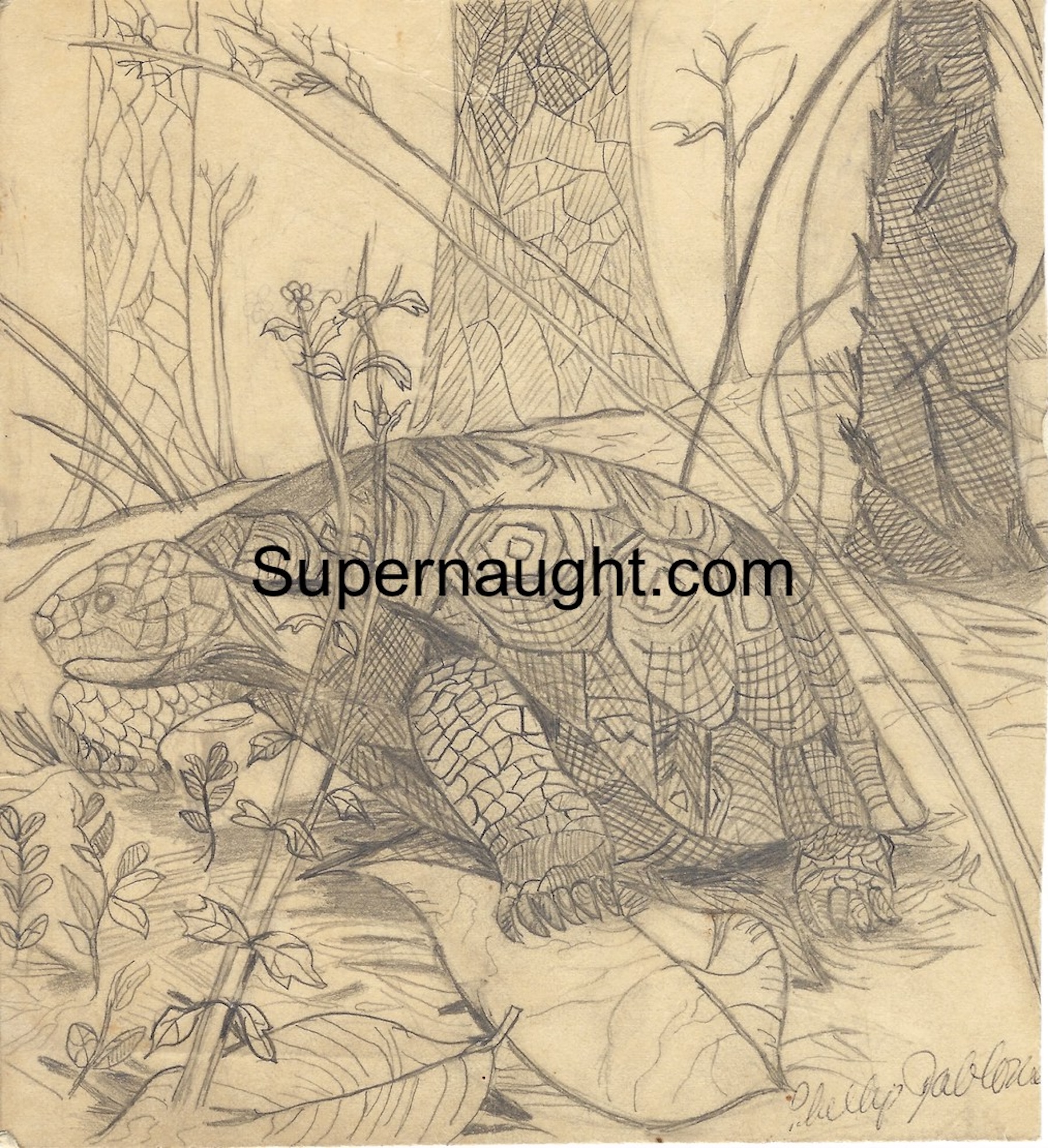 Phillip Jablonski Turtle Artwork Signed