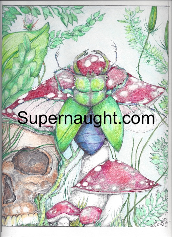 Richard Clarey Mushroom Skull Beetle Artwork