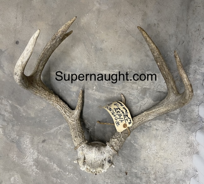 Robert Berdella Skull and Antlers from Bedroom