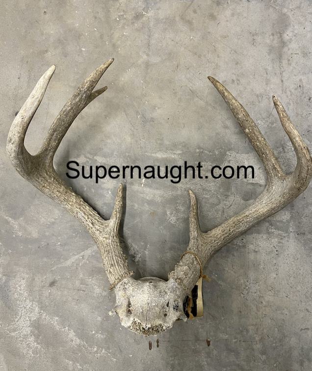 Robert Berdella Skull and Antlers from Bedroom image 2