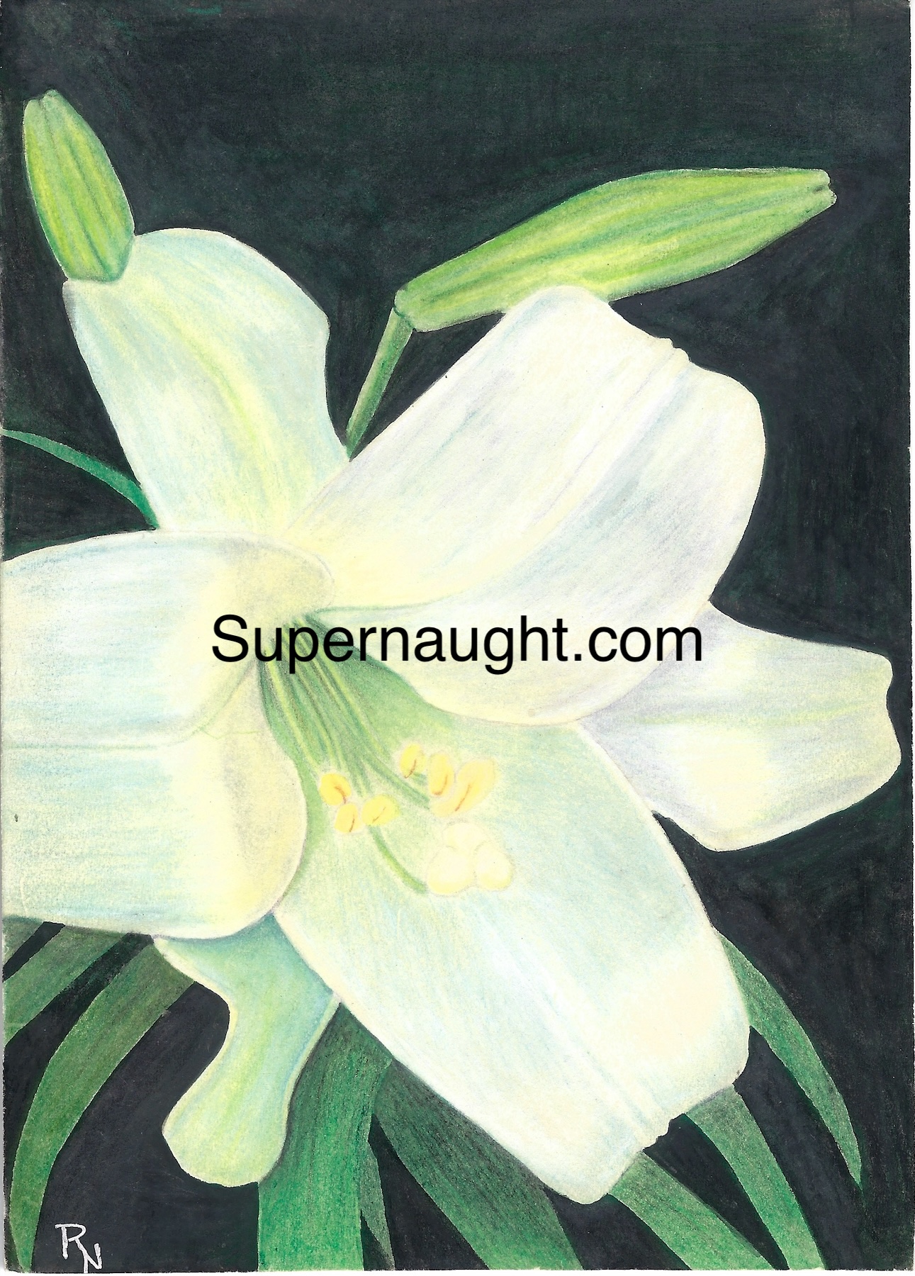 Roy Norris Easter Lily Painted Card