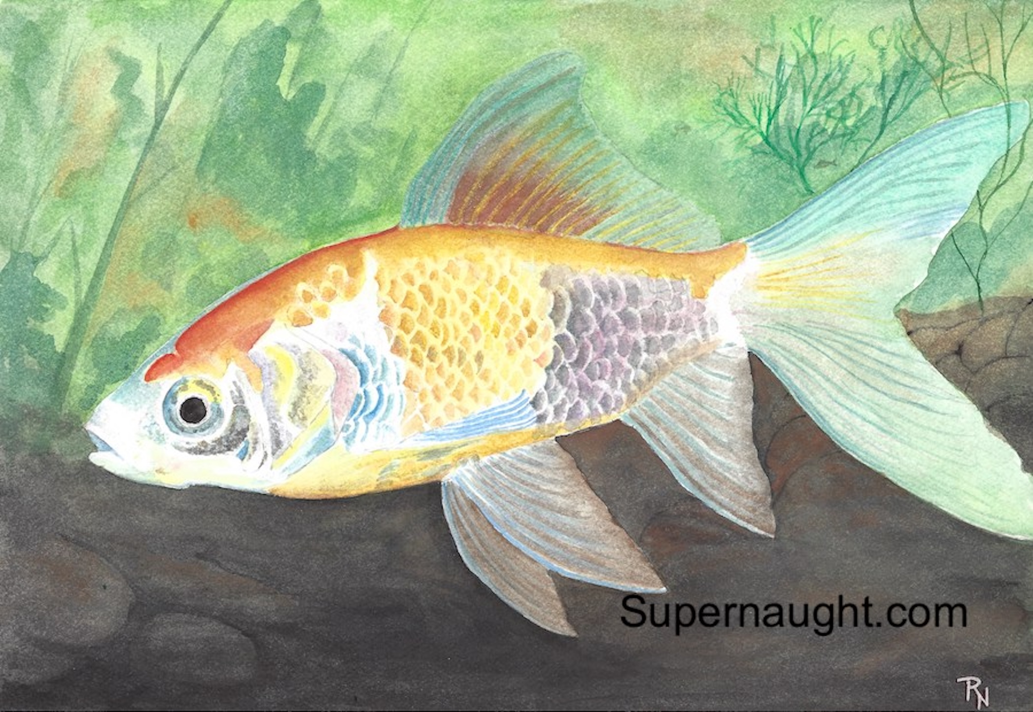 Roy Norris Koi Fish Painting Signed