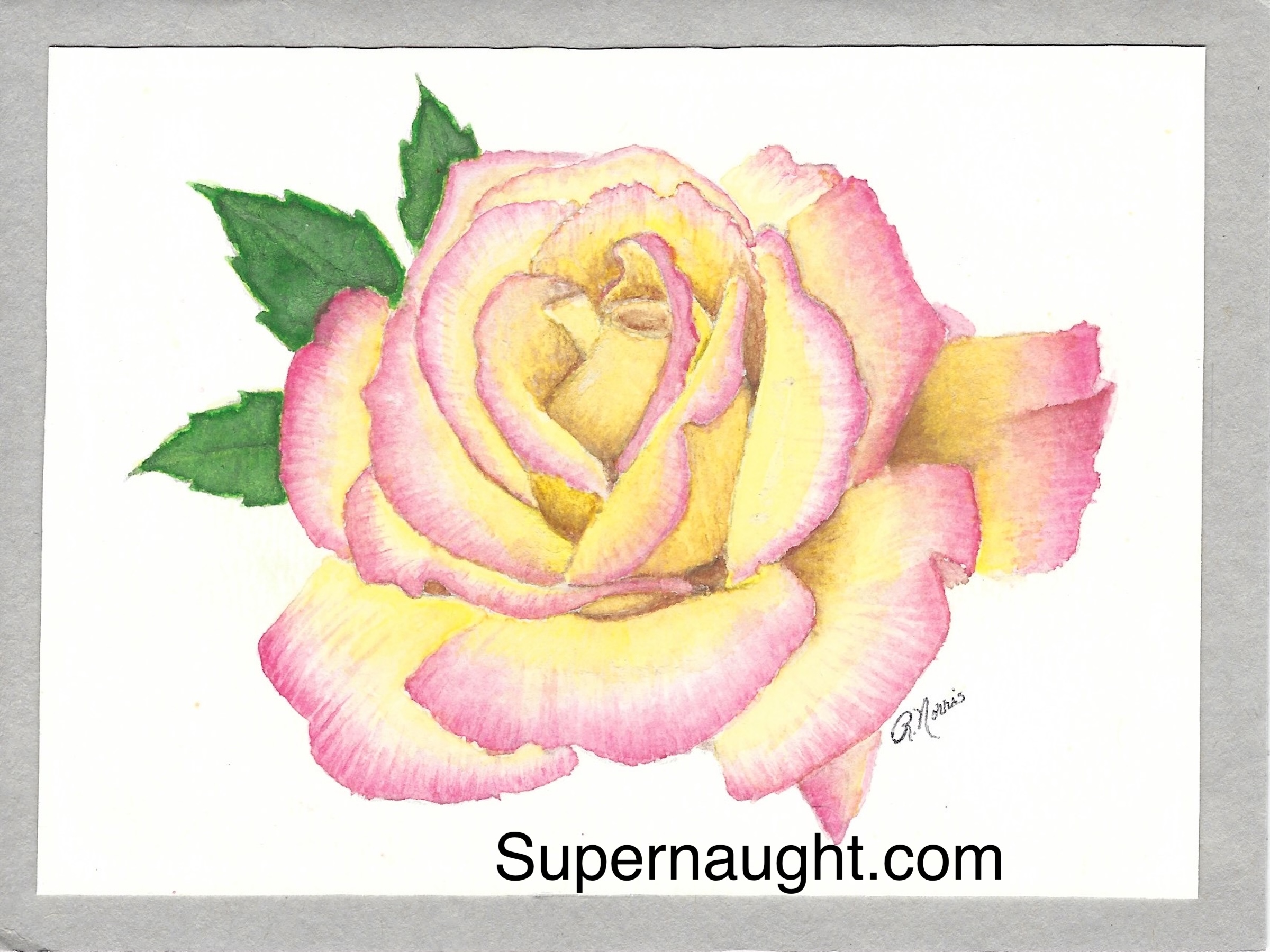 Roy Norris Peace Rose Artwork Signed His First One