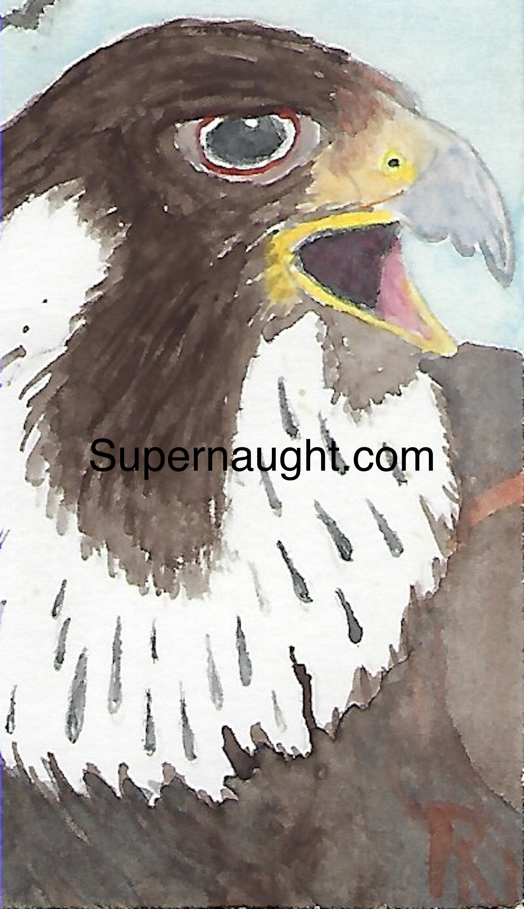 Roy Norris Peregrine Falcon Art Signed With Thumbprint