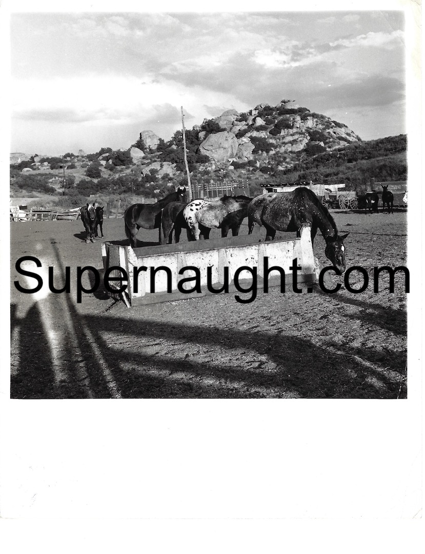 Spahn Ranch Horse and Movie Ranch Horse Manson Family Hideout Press Photo