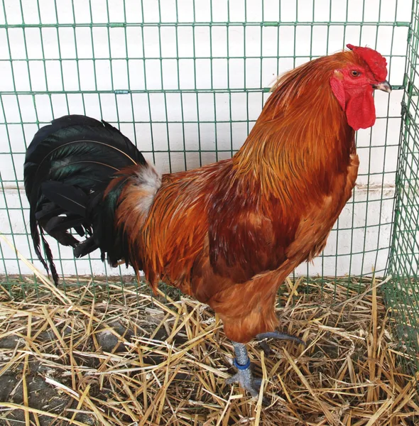 Šumavanka