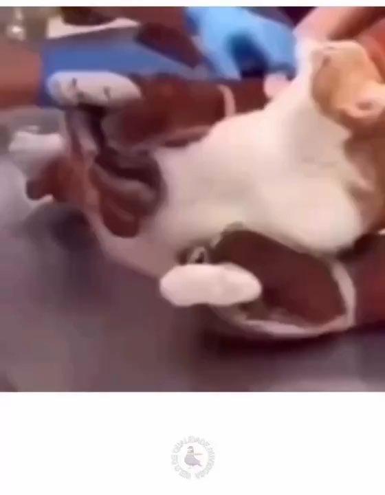 A casa caiu. Miaaauuu..!