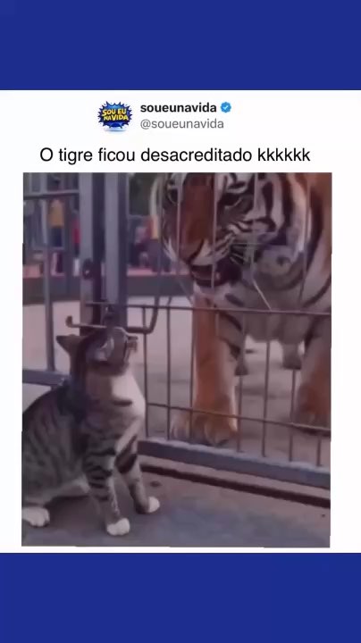 🐅🤣
