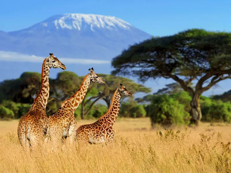 Amazing Things to Do in Africa