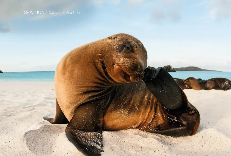 Galapagos Islands
