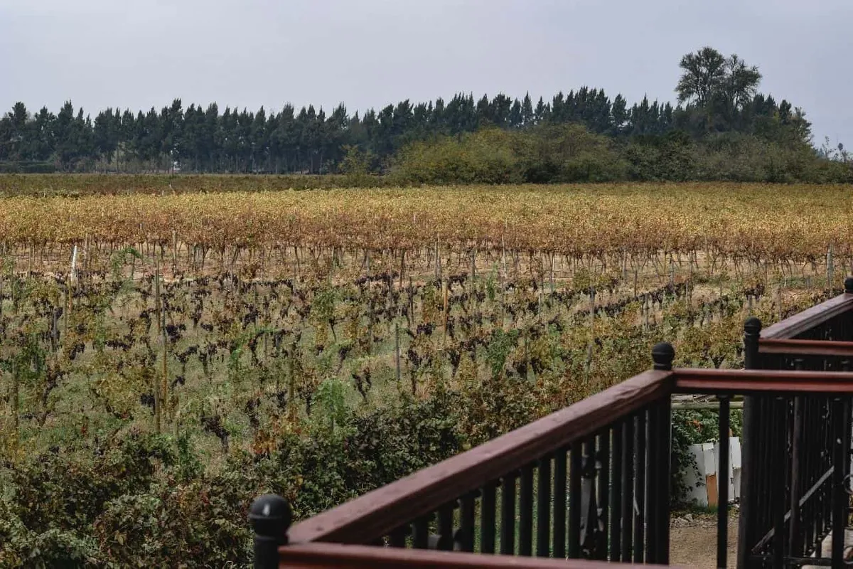 Despierta en medio de una viña en el Valle de Colchagua — 6