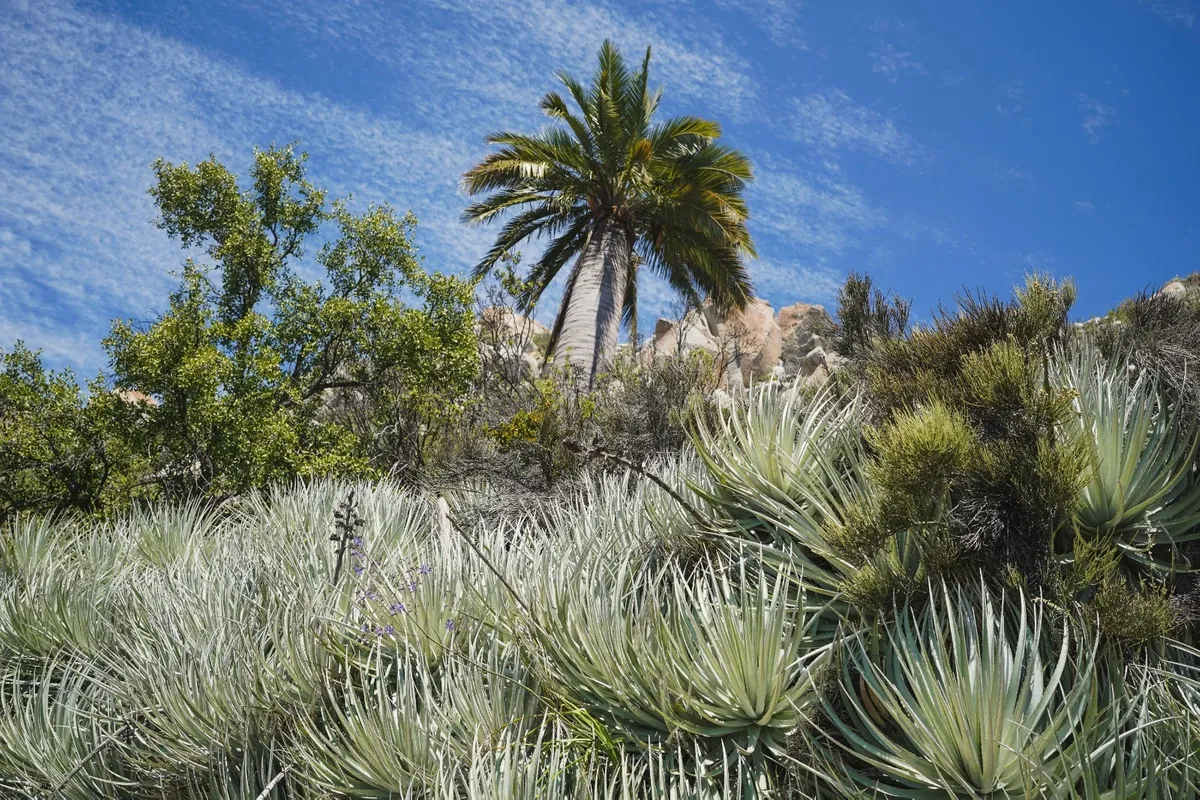 Escapada en Cabaña para 2 a los pies del Parque Nacional La Campana — 6