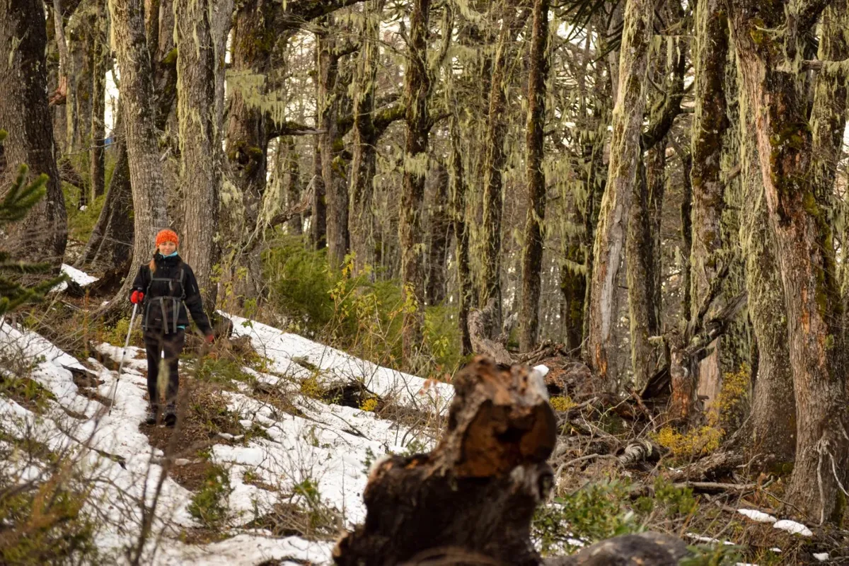 La inmensidad del Parque Nacional Conguillío en La Baita Lodge (4 días) — 5