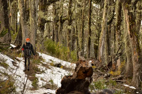 La inmensidad del Parque Nacional Conguillío en La Baita Lodge (4 días) — 5