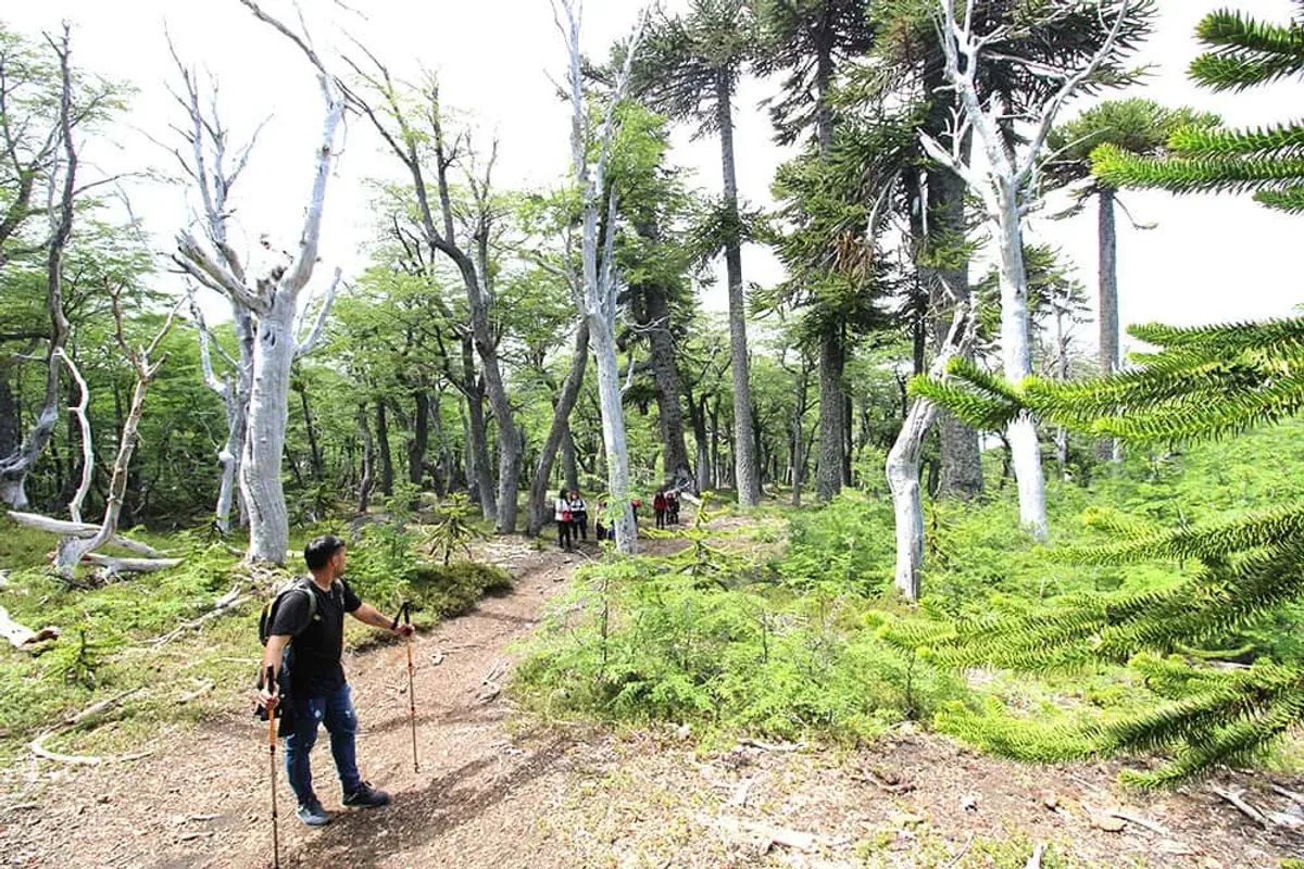 Escapada de desconexión en medio del bosque — 8