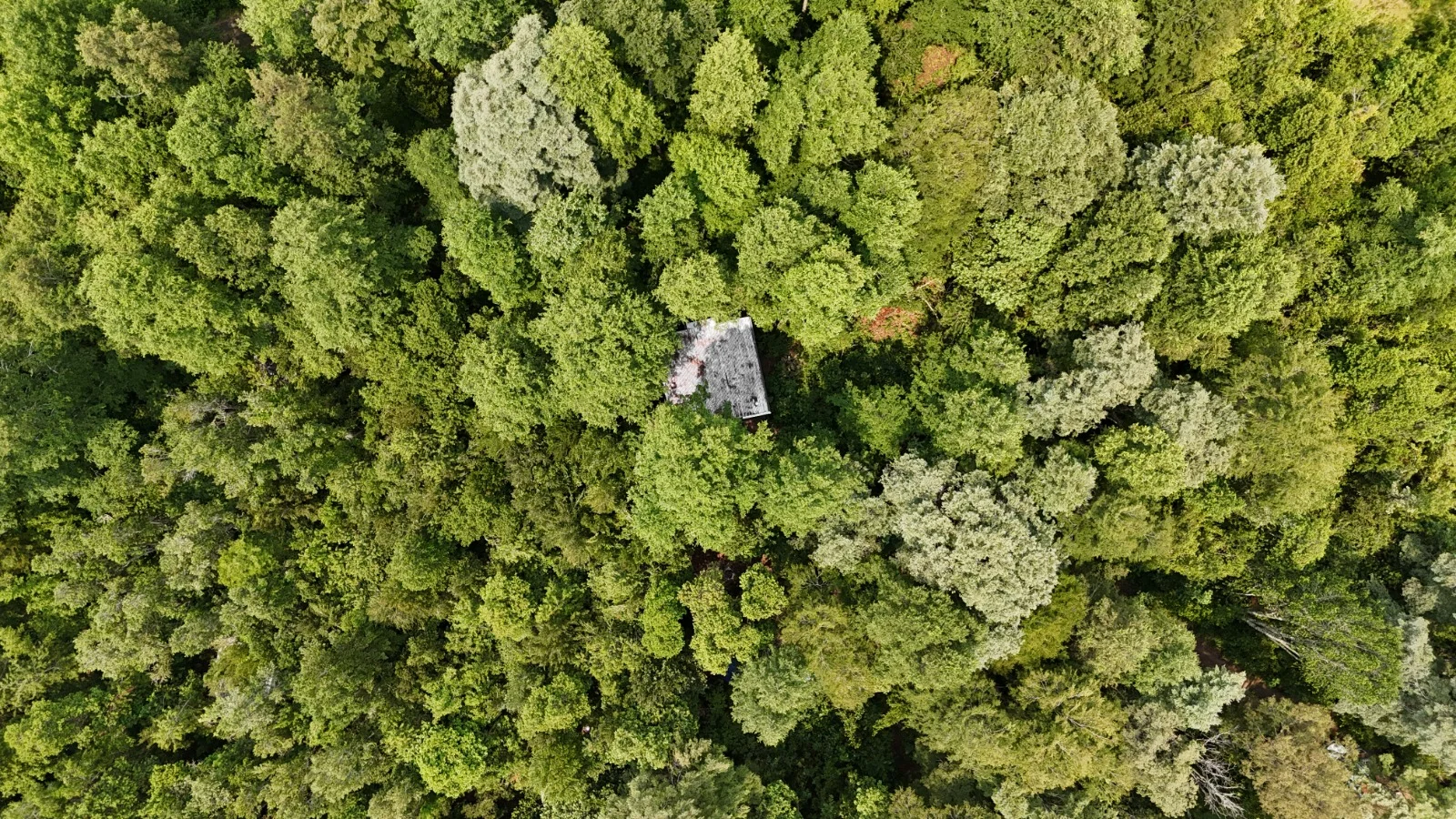 Escapada de desconexión en medio del bosque