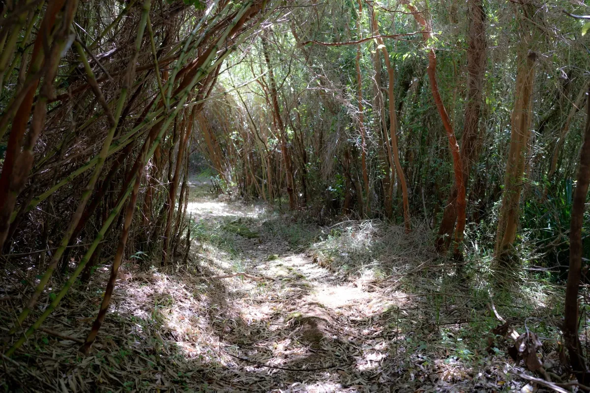 La Escapada Perfecta a 20 minutos de Valdivia 🌿 — 7