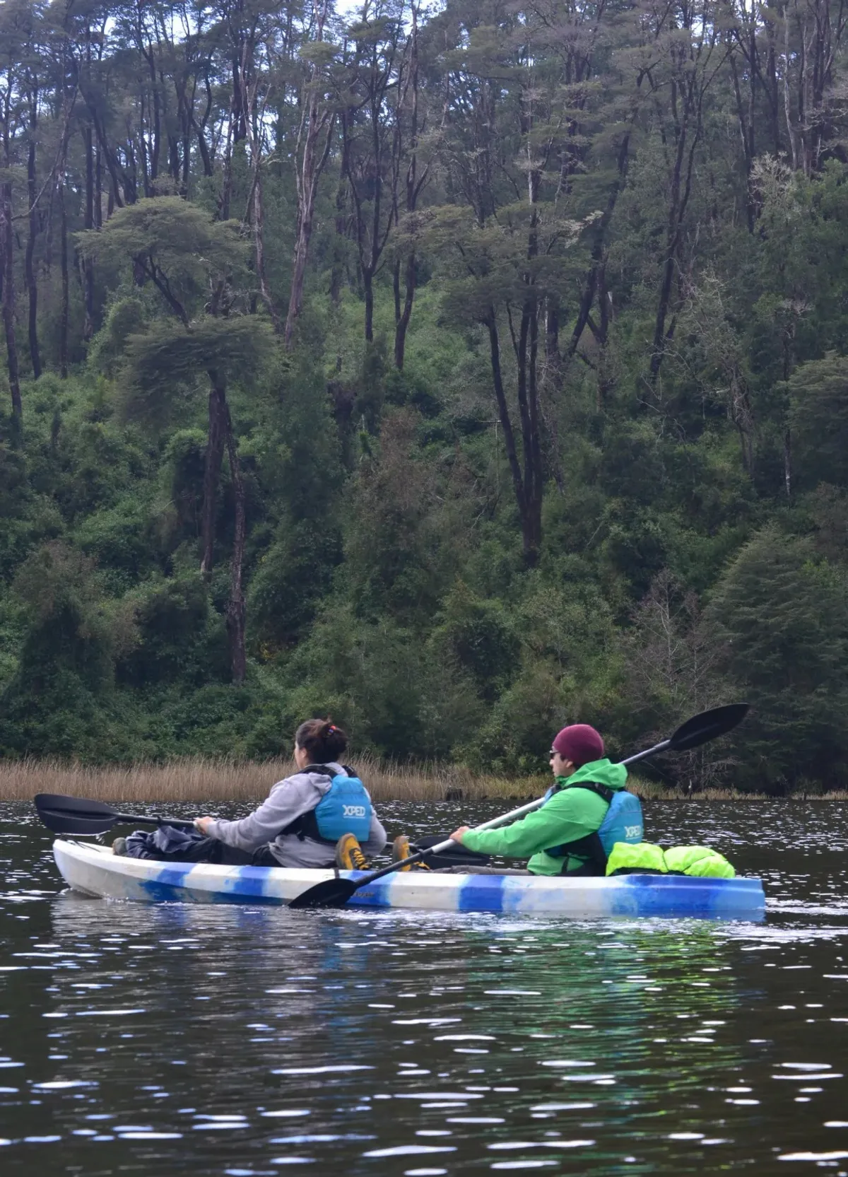 Río y Relajo: Escapada en la Selva Valdiviana con avistamiento de aves desde el kayak — 5