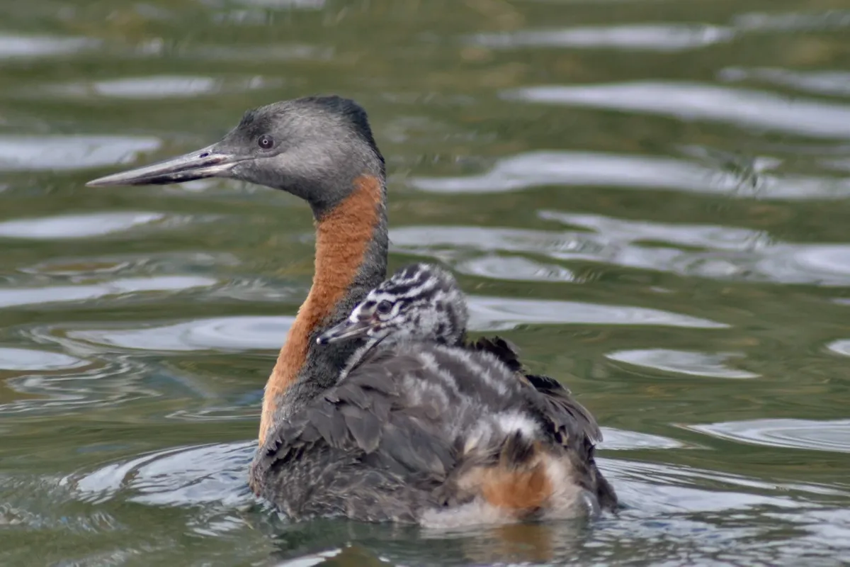 Río y Relajo: Escapada en la Selva Valdiviana con avistamiento de aves desde el kayak — 6