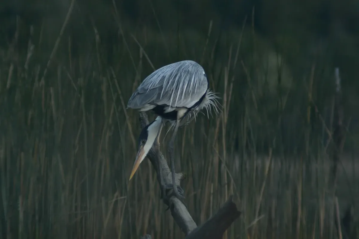 Río y Relajo: Escapada en la Selva Valdiviana con avistamiento de aves desde el kayak — 7