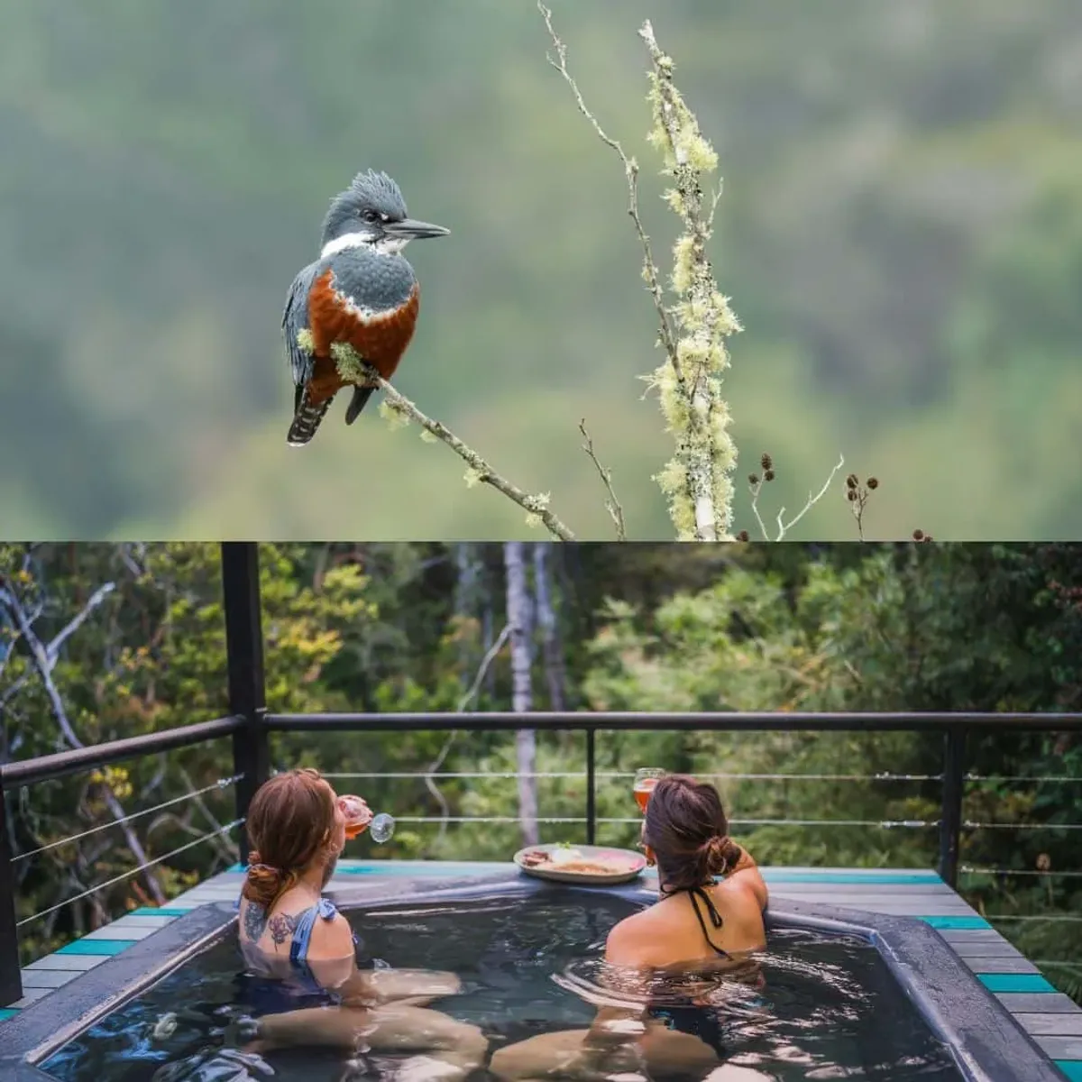 Río y Relajo: Escapada en la Selva Valdiviana con avistamiento de aves desde el kayak — 1