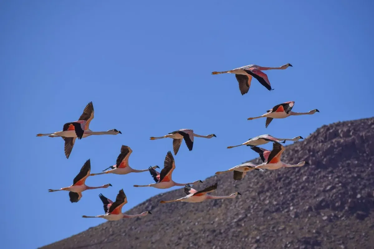 Flamencos Laguna Chaxar