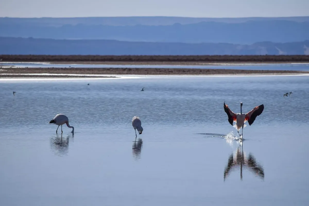 Flamencos Laguna Chaxar 2