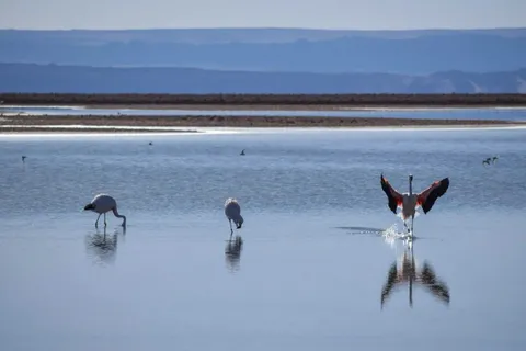 Flamencos Laguna Chaxar 2