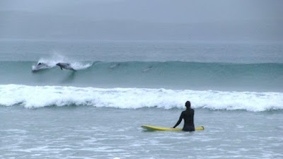 Catlins Surf School & Accommodation
