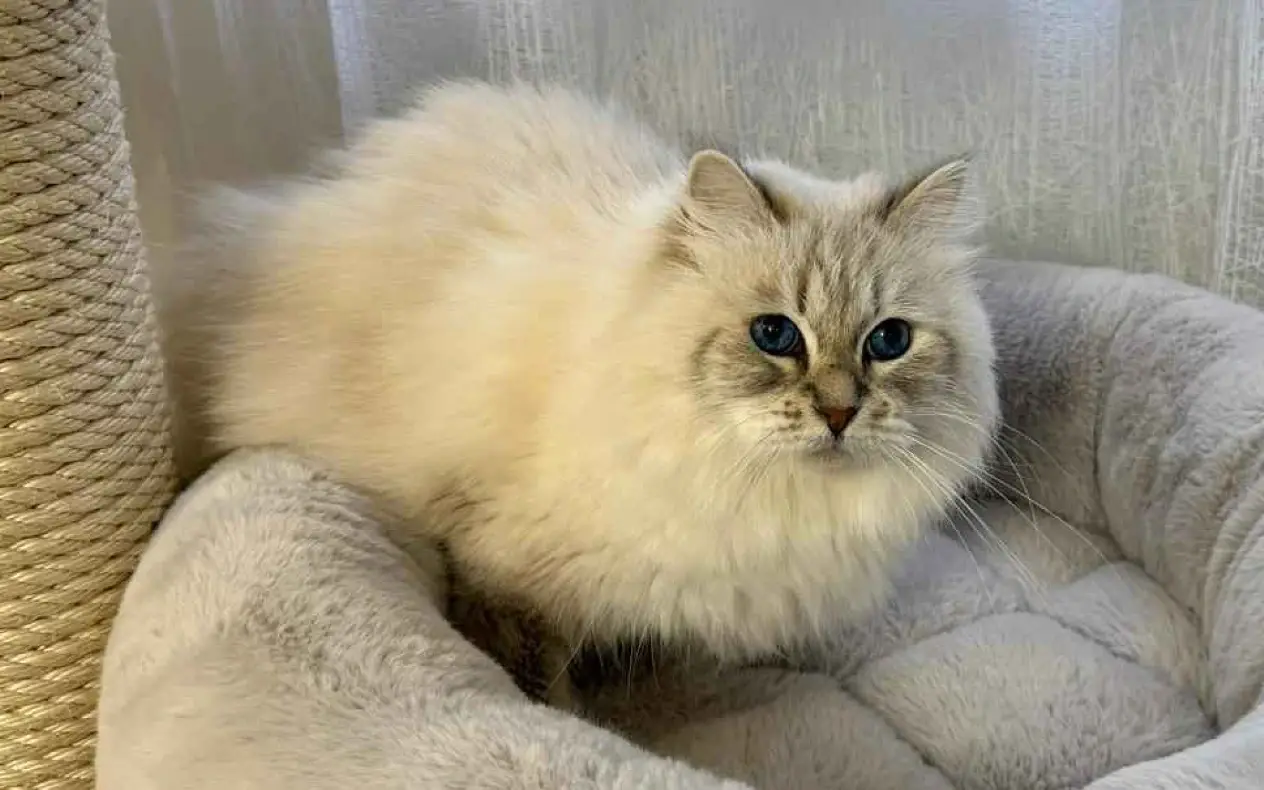 Mačka u kući na svom krevetu