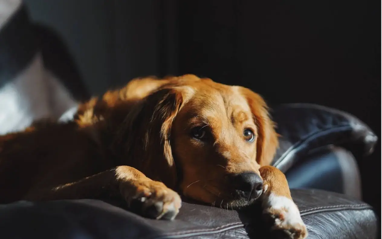 Epidemija anksioznosti i reaktivnosti kod pasa: