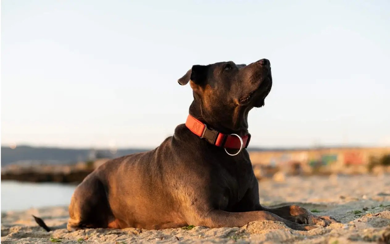 Pas sa ogrlicom Električne ogrlice za pse