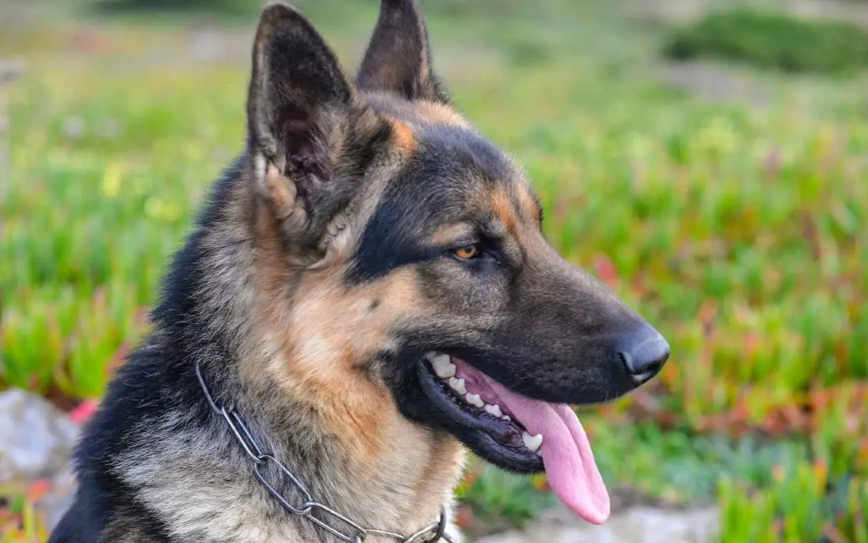 Opasne rase Ne postoje opasne rase