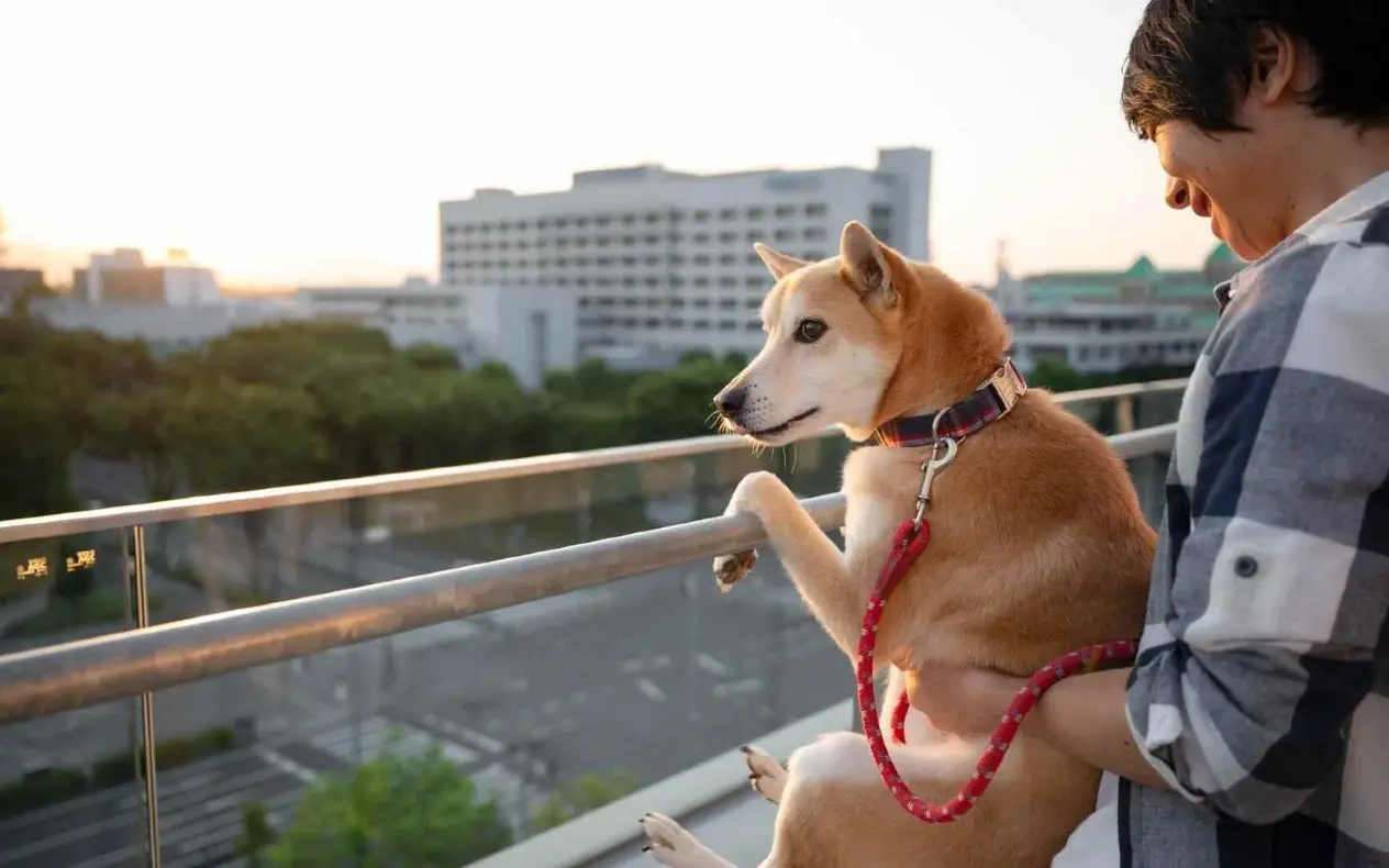 Od pasa smo napravili janjičare