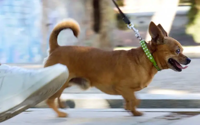 Pas i električne ogrlice