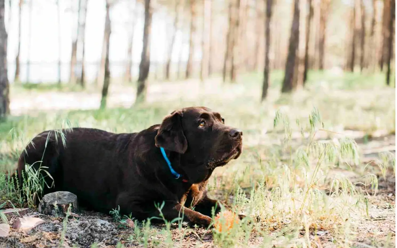 Pas Pas sa tužnim pogledom gleda u gazdu dok leži na podu