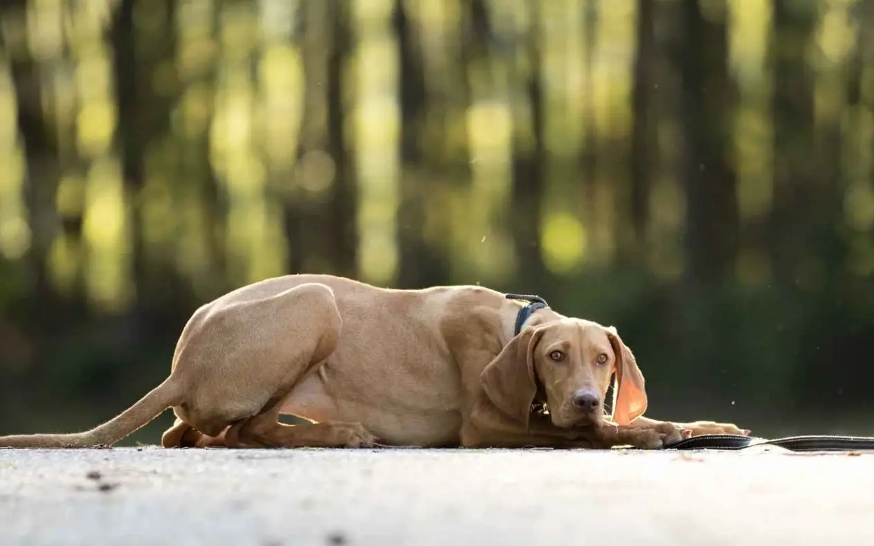 Povučeni pas koji leži na zemlji zamišljen
