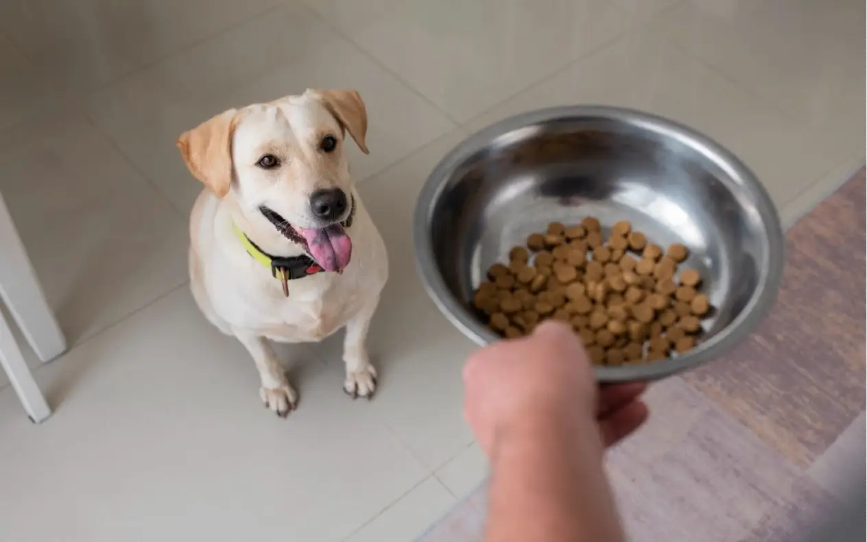 Ishrana za pse istina o ishrani za pese koju retko ko razume