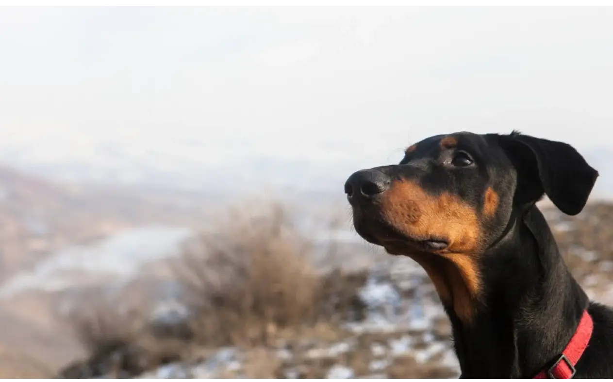 Pas gleda u daljinu Gde smo izgubili psa i sebe na putu ljubavi koja nema budućnost