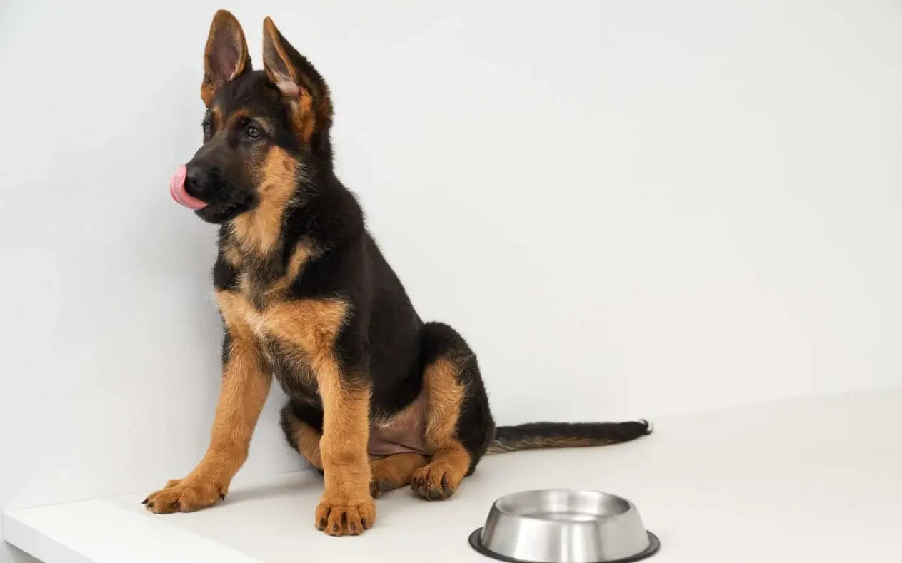 Pas stoji pored činije sa zabrinutim pogledom