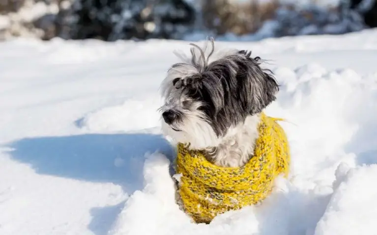 Pas sa šalom u žutom odelu