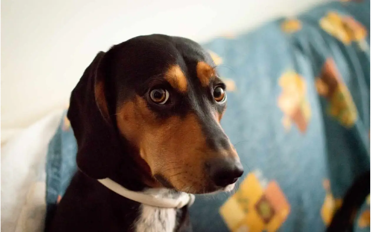 Uplašen pas - anksiozan