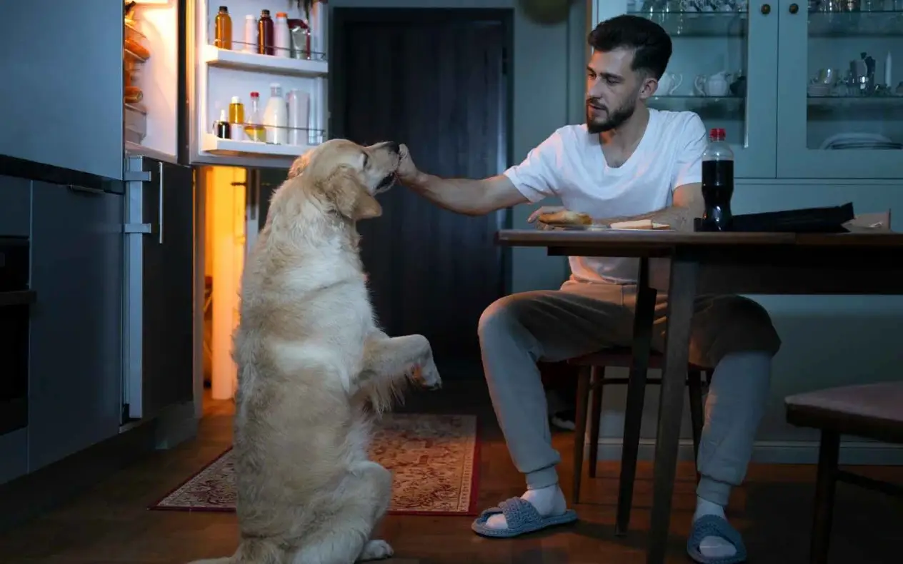 Pas i čovek - konformizam ljubavi